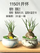 組盆-11501開懷